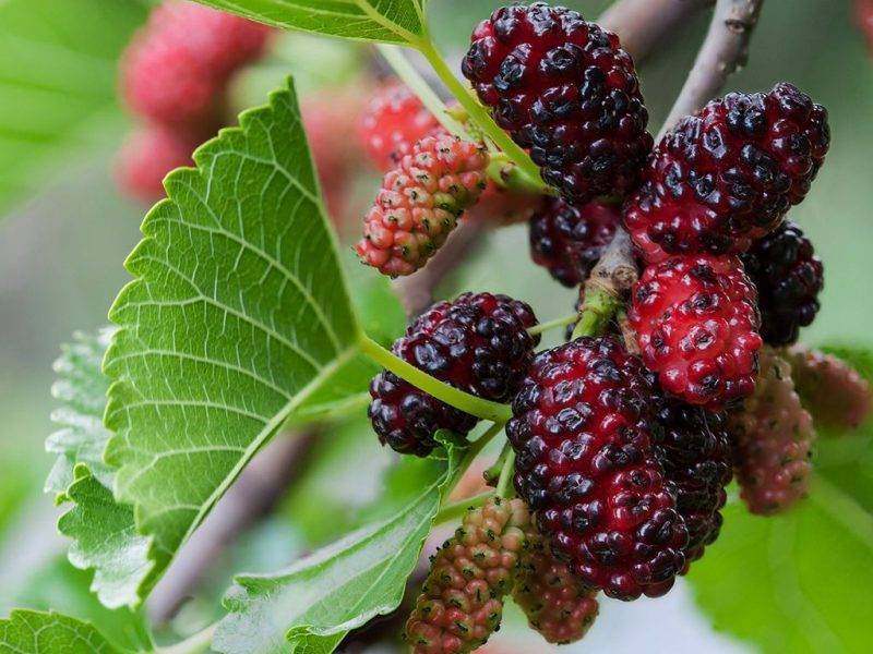 Шелковица купить саженцы из питомнике в Киришах
