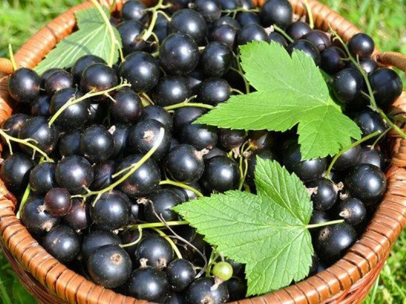 Смородина купить саженцы из питомника в Киришах