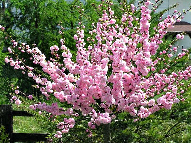 Миндаль купить саженцы из питомника в Киришах