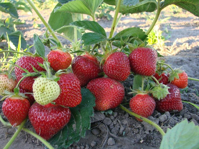 Клубника купить саженцы из питомника в Киришах