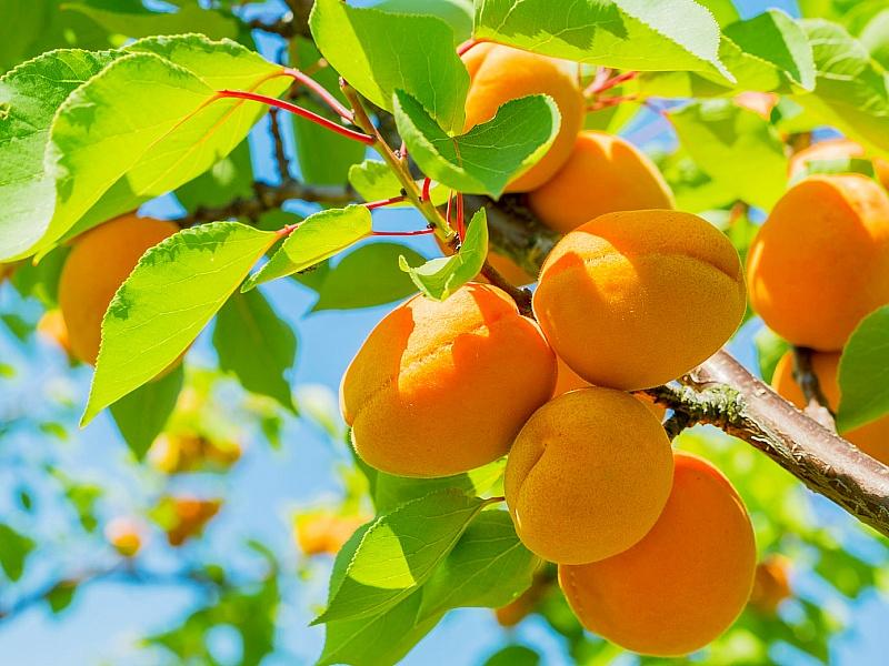 Абрикос купить саженцы из питомнике в Киришах
