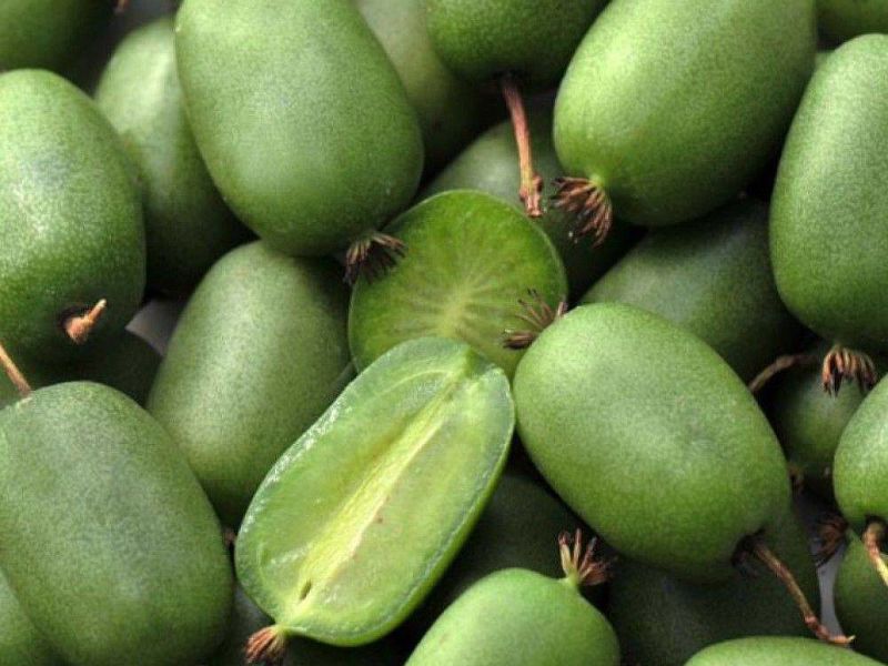 Актинидия купить саженцы из питомнике в Киришах