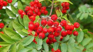 РЯБИНА обыкновенная