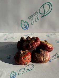 Гладиолус Уайт Френдшип (5 шт. луковиц в упаковке)