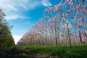 Саженцы Павловнии