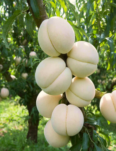 Персик "ФРУТ МИ АЙСПИЧ"  (срок созревания - август)